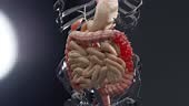 Anatomy of the human digestive system, concept of the intestine,...