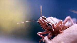 locust infestation - special macro beast feeding movie - made with canon 7D