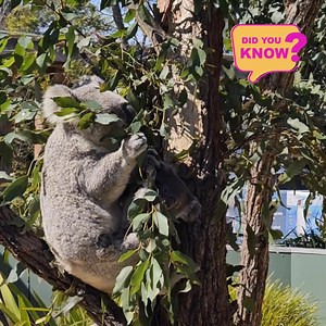 Life in Australia - Fun Facts 🤓 Australia is the only place where you can find animals like kangaroos, koalas, and wombats in the wild. There are more kangaroos than people in Australia! 🦘 Contact us to find out how you can start your journey in Australia! #discoveraustria #studyACU #InternationalStudents #exploreaustralia | ACU International