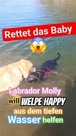 😱😲 Rettet das Baby 🤩❤️ Molly will Happy aus dem tiefen Wasser ziehen #welpenerziehung #labrador