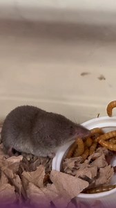 This juvenile Northern Short-tailed shrew was found and subsequently rescued from a homeowner's pool. They acted swiftly and got this little fellow into care. Once warmed and hydrated, this patient was offered mealworms and began eating voraciously! Shrews have an extremely high metabolism, and eat three times their body weight in food each day. As the only venomous mammal in North America, they subdue their prey with a neurotoxic bite (though fatal to the insects and worms they eat, it is not d