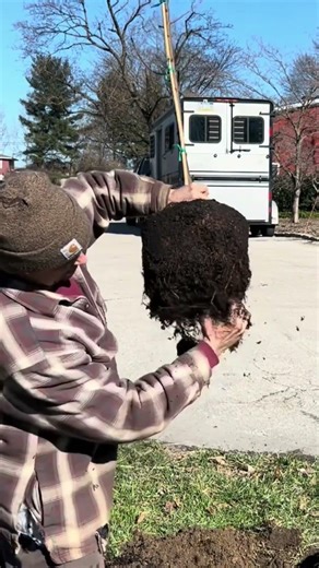 Most Important Planting Tip #fruits #gardening