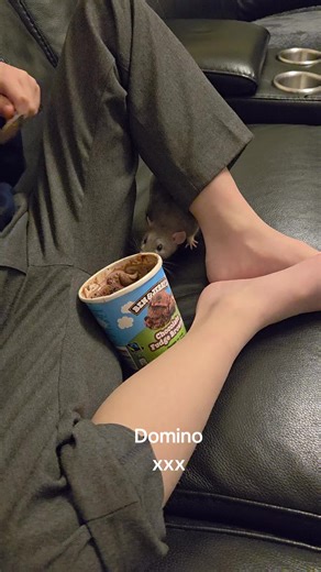 Understanding Fancy Rats as Pets