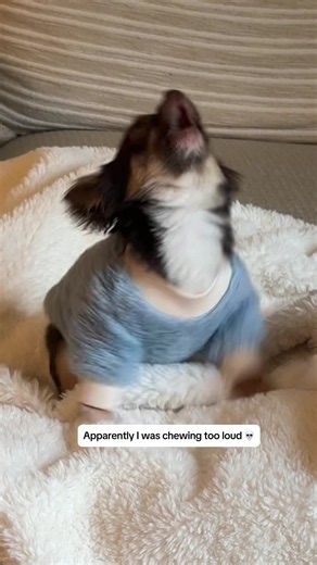 This is next level drama even for Franklin. Screaming mid-sleep. 😱 #screamingchihuahua #funnydog #dogmom #tinydog #dogsofttiktok