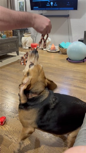 Maxwell the Beagle PULLS a rope TOY🐾🐶⚡#shorts #beagle