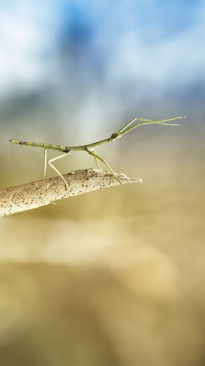 16K views · 408 reactions | Stick bugs are some of nature's most inventive masters of disguise. Not only do these critters resemble twigs, they move like them too. Talk about committing to the bit  #stickbug #walkingstick #walkingsticks #stickbugged #insect #insects #insects_of_our_world #insectsofinstagram #insectlovers #entomology | Critters On Demand | Facebook