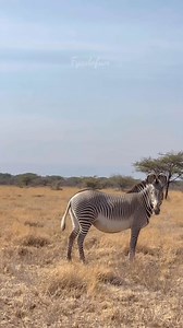 Zebra Herd in Motion 🦓 | Different Stripes, One Journey❤️ The true beauty of the jungle — is when zebras walk together 🔥 #Zebra #ZebraHerd #ZebraLife #WildlifeReels #NatureInMotion #SavannahLife #WildAfrica #safari #wildlife #nature #animals | Fyado fun
