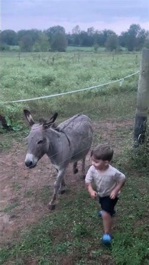 Donkey Brays Loudly and Runs Along Fence with Young Boy