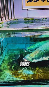 Les arapaimas géants à l’heure du repas : puissance, vitesse et agilité en action #arapaima #aquarium #poisson #incroyable | Les piliers de comptoir