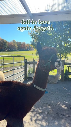 14 reactions | FALL in love with our alpacas this season at Bluebird 蓮 Visit us any weekend days from 10-4 and be sure to make your reservation at the link in our bio or on our website!! We can’t wait to see you  #alpacas #bluebirdfarmalpacas #newjersey #alpacafarm #thingstodoinnj #alpacafarmnj #alpaca #njthingstodo #farm | Bluebird Farm Alpacas | Facebook
