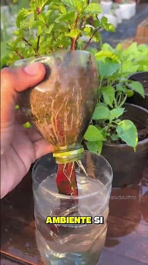Learn Hydroponics #hydroponics