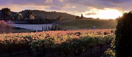 5 Can't-Miss Napa Valley Wineries Throughout Coombsville