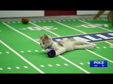 Purrfessional sports: Sneak peak at Kitten Bowl VIII
