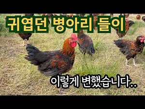 Free-Range Native Chickens That Grew Rapidly in Just One Month