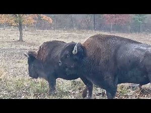 Autumn Bison Courtship. #oldschoolalaska #americanbison