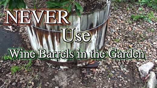 Avocado tree rescue: Transforming my garden with raised beds!