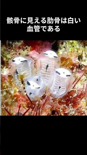 SNSで話題になった新種の生き物、ガイコツパンダホヤについて #海 #海外 #新種