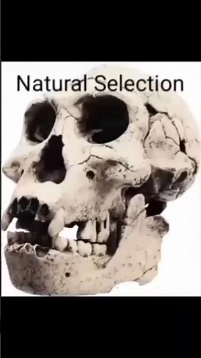 Natural Selection in Evolution