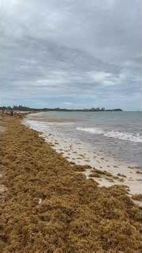 Playa Del Carmen Abril 2026 Zona Coco Beach #sargazo