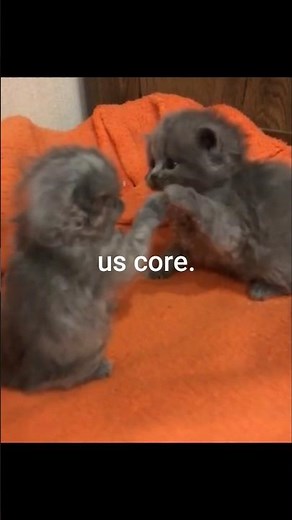 Us Core Cats Video 😻❤️😻#cat #cats #kittten #cute #core #pet #animals #petshorts #funny #us