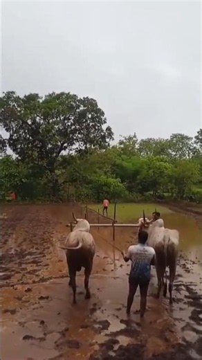 सुरवात झाली बर का रत्नागिरीकर नाद बैलगाड्याचा / बुलेट / नाद एकच बैलगाडा शर्यत #बैलगाडा #sharyat#like