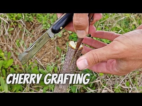 Cherry grafting cleft metod on larger rootstock