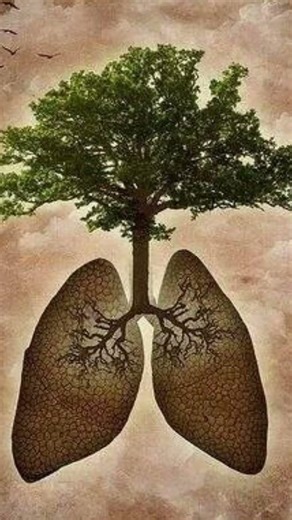 ¿Por qué la selva tropical es vital para el planeta?