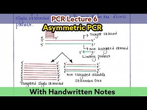 Asymmetric PCR | Types of PCR | PCR lecture series