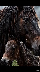 THE SURVIVOR'S TEARS: Brave Horse Rescues Foal From Storm! 🐎⛈️💧