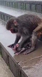 WOW! small baby monkey fell with rain NS3 #reels #monkey#animal​​​ #babymonkey #monkeys #babymonkey #snake #newborn #tiger #Dog #wildlife #baby #bird | W&v