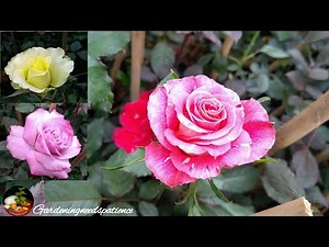 Different Types Of Roses || Nursery Visit