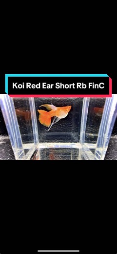 Albino Koi Red Ear Guppy: Features and Highlights