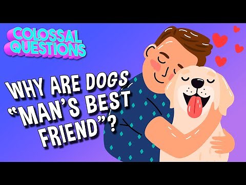 Why Are Dogs “Man’s Best Friend”? | COLOSSAL QUESTIONS