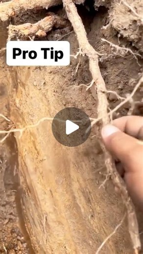 Hammr | Construction Payroll & HR on Instagram: "How to identify smooth tree roots 👍🏼⁠ ⁠ ⬇️ Check out Hammr - Top contractors are using Hammr for time tracking, payroll, benefits and compliance — in one place (Link in bio)⁠ ⁠ Trusted by some of the most established contractors on IG (Asphalt, Framing, Masonry, Sheetmetal and more)⁠ ⁠ —⁠ Follow our podcast @bredtobuildpodcast⁠ ⁠ “Top 5% most followed podcasts” - Spotify⁠ ⁠ Main @wearehammr⁠ —⁠ tt/throttle_goat⁠ — Construction, How To, Tips"