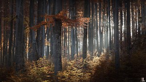 10 Helpful Tips for Photographing Trees