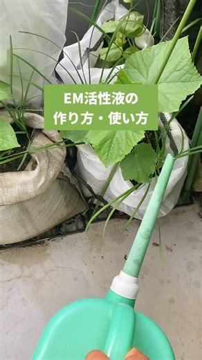 EM家庭菜園アオゾラ on Instagram: "EM活性液の作り方・使い方 EM農法はまず EM活性液を作ることからはじまります。 EM活性液を 毎日の水やりに使うことで 菜園全体が善玉菌に覆われ 土と野菜の力が最大限に引き出されて 元気で味の濃い野菜になります。 EM活性液の作り方を紹介します。 【EM活性液の作り方】 初めての方は EM入門セットで 手軽にお試しすることができます。 EM入門セットは EMの素であるEM1と糖蜜が 100mlずつ入っていて 2LのEM活性液を作ることができます。 まず、よく洗った2Lのペットボトルに 糖蜜100mlを全部入れます。 容器の中に残っているのも 温水で溶かしながら入れます。 お風呂のお湯くらいの温度の温水を ペットボトルの7割くらいまで入れ、 よく振って糖蜜を溶かし切ります。 EM1（100ml）を入れます。 最後にペットボトルの2〜3cm下まで温水を入れ キャップを閉めてよく振って混ぜます。 仕込んでから1〜3週間、 なるべくあたたかい室内で保管します。 できれば水温を25〜40℃（理想は38℃）にキープすると質の良い活性液になりま