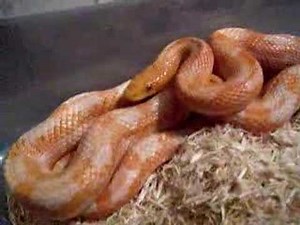 Juvenile bubblegum rat snake