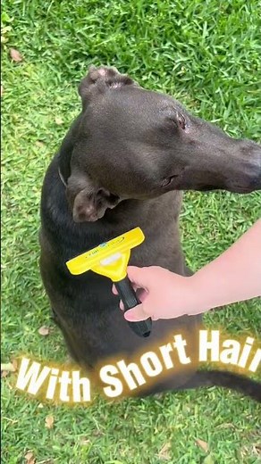 The Furminator De-Shedding Tool: A Must-Have Grooming Tool for Large Dogs!