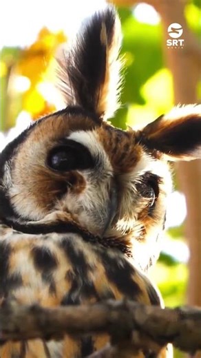 🦉😍Captaron imágenes de un Lechuzón Orejudo y su pichón en Córdoba