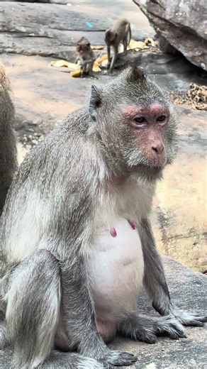 Why are you shouting like that? what happed? #viral #animals#funny#fun#comedy#cute#wildlife#monkey