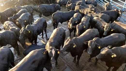 Os segredos de produzir garrotes de 13 meses e 23,5@ são as vacas!