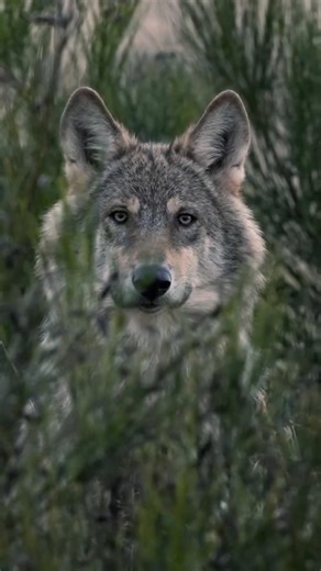 Wolves always live pack #wolf #animals #forest