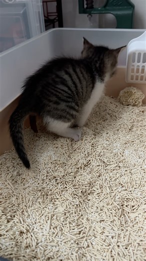 다들 고양이 똥 쌀때 지켜보잖아.