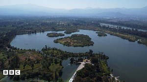Endangered axolotls successfully released in the wild in Mexico