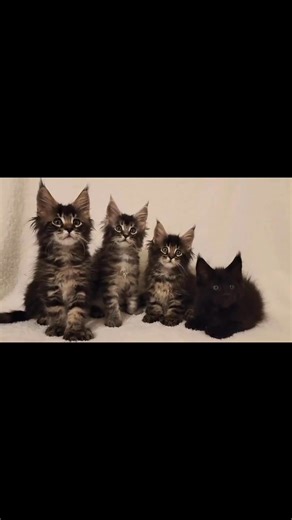 2.8K views · 49 reactions | This charming video features four...