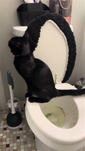 Cat using toilet