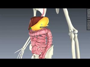 Apparato digerente La digestione Il sistema digerente