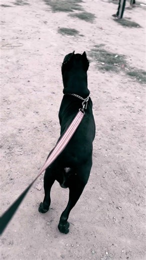 #remix #bella #dogshorts #pitbull #canecorsoindia #pets #dog #americanbully #love #cute #dobie