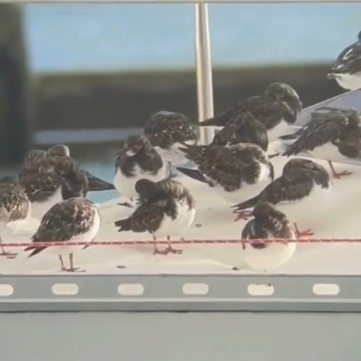 With fewer spots to rest on land during very high tides, these bold little turnstones have found an alternative – bobbing about on a boat. These were filmed with an incredibly steady hand by Ranger Joe, using his mobile phone and a telescope. Many of the turnstones you see along our shorelines have migrated thousands of miles from Arctic breeding grounds in Greenland, Lapland or even Canada. An extraordinary journey for such a small bird. We can help them survive the winter - and build up the st
