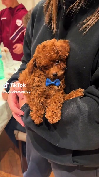 Cura del Principe di Casa: Barboncino Mini Toy